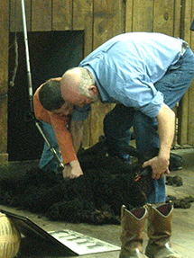 helping shear